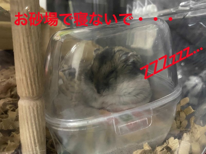 ハムスター飼育日記373日目と286日目 21 5 3 サトウショウヘイ Note