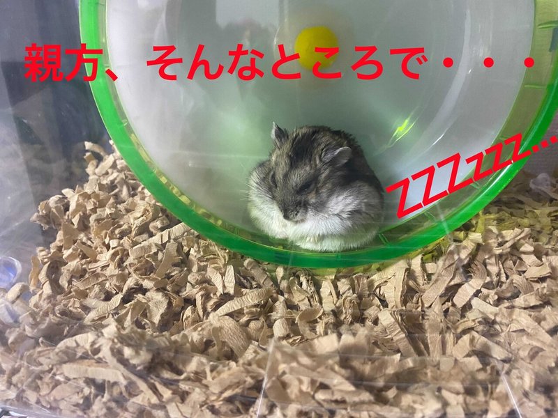 ハムスター飼育日記373日目と286日目 21 5 3 サトウショウヘイ Note