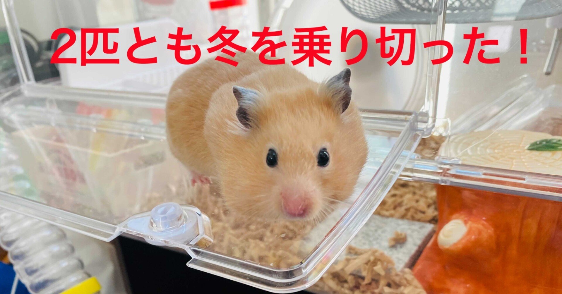 ハムスター飼育日記373日目と286日目 21 5 3 サトウショウヘイ Note