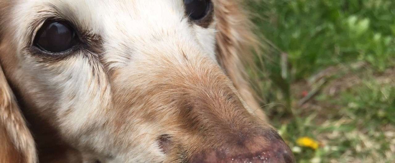 実家の犬が最期に教えてくれたこと しまなん Note