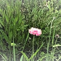 名言紹介 ありがとう わたしの好きな古畑任三郎 華織 Note