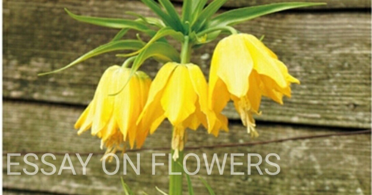 フリチラリア インペリアリス Note フリチラリア インペリアリス Note