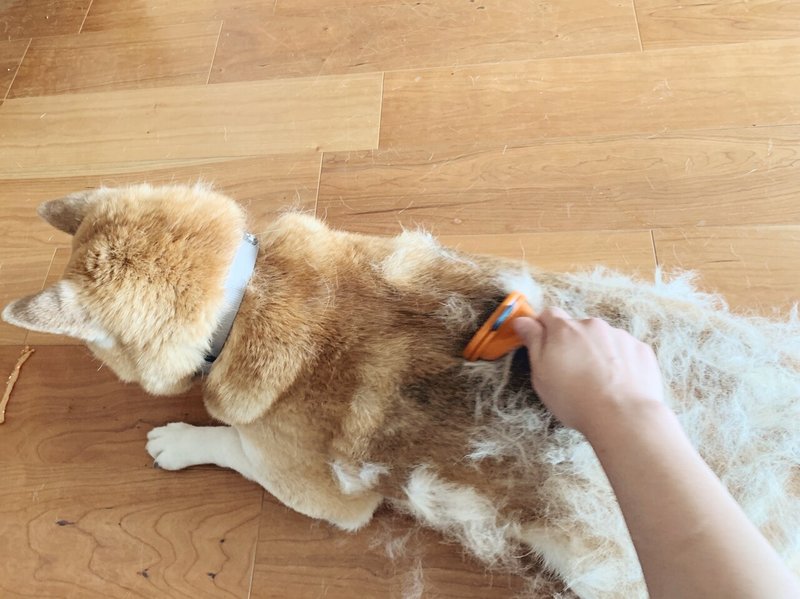 換毛期の柴犬の抜け毛はすごい Asa Note 換毛期の柴犬の抜け毛はすごい Asa Note