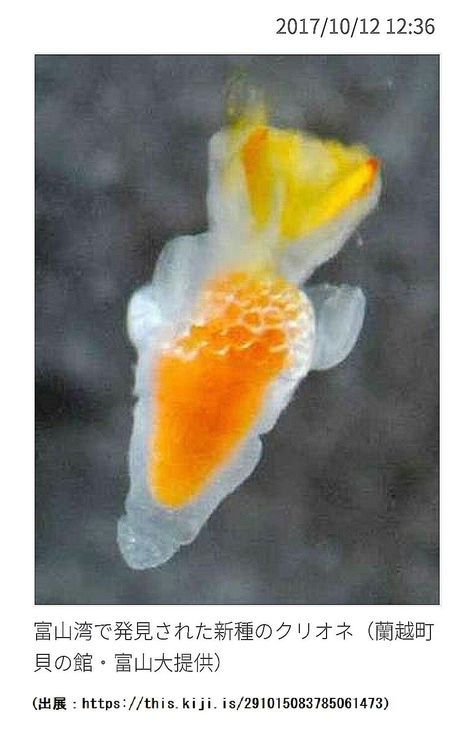 新種の 流氷の天使 見つかる 投げ銭note クリオネの新種 富山湾で発見 共同通信 47news 仲見満月の 分室 Note 新種の 流氷の天使 見つかる 投げ銭note クリオネの新種 富山湾で発見 共同通信 47news 仲見満月の 分室 Note