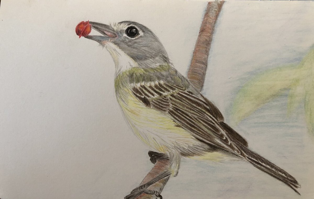 Two Flying Birds -- Illustration from the Ten Bamboo Studio