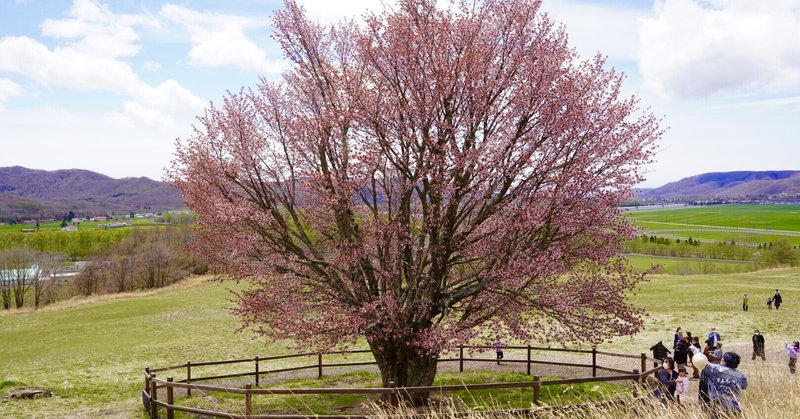 浦河町のおばけ桜