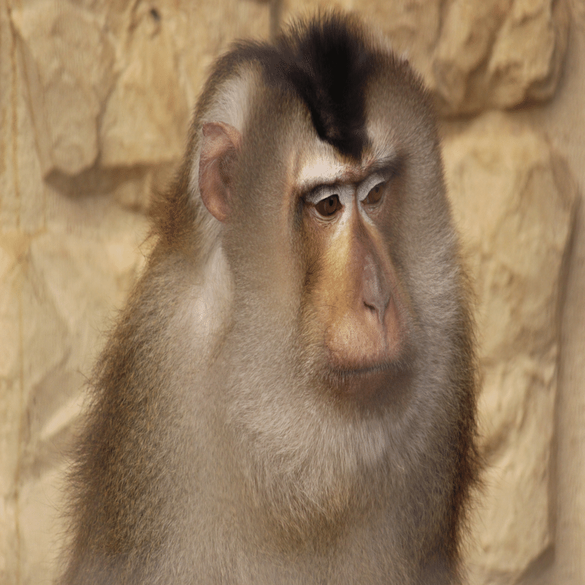 マカクフェス期間なので 日本の動物園で会えるマカク達についてまとめてみた Riku Watanabe Note