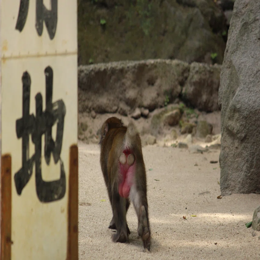 マカクフェス期間なので 日本の動物園で会えるマカク達についてまとめてみた Riku Watanabe Note