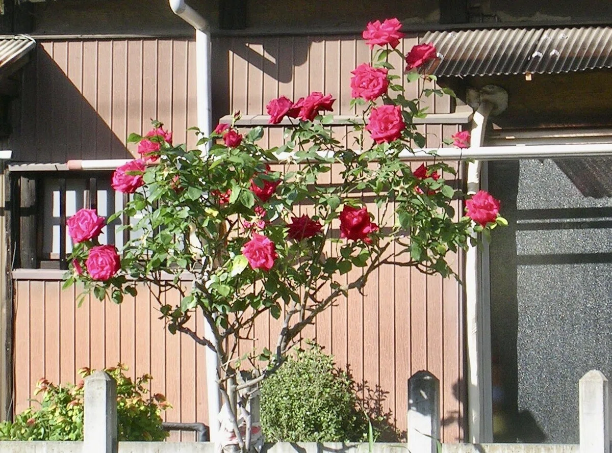 画像7