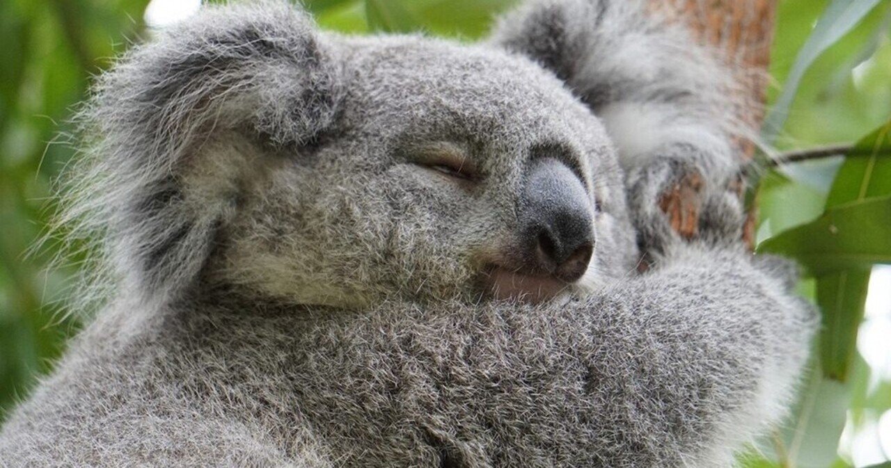 コアラ制度 伊藤聡 Note