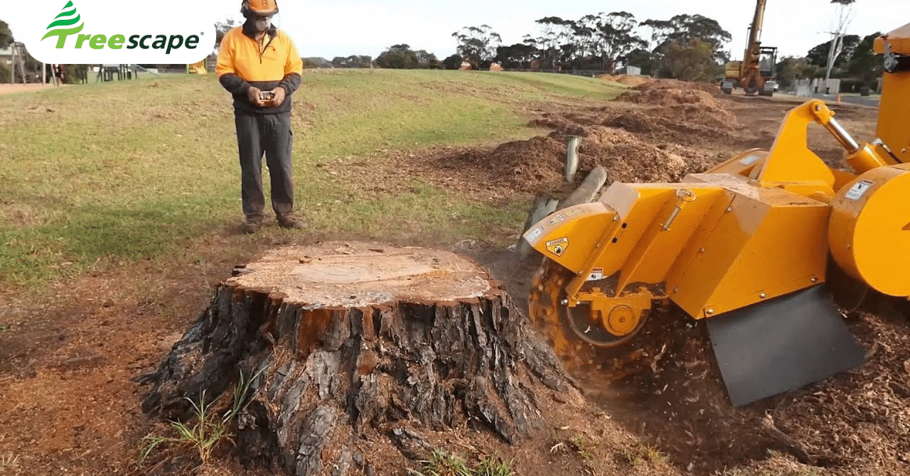 How to remove the tree stumps through chemicals?｜Treescape