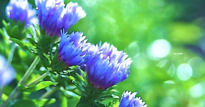 5月4日 誕生花は瑠璃菊 誕生花短歌 御子柴 流歌 Note