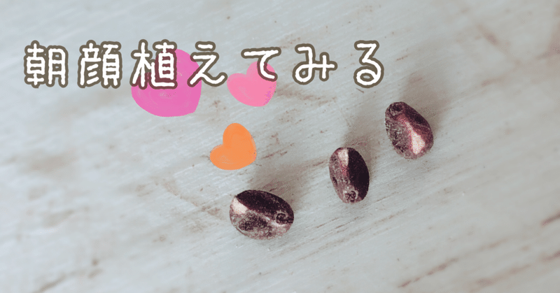 朝顔のたねを植えてみる1 ぺこりのねいろ Note 朝顔のたねを植えてみる1 ぺこりのねいろ Note