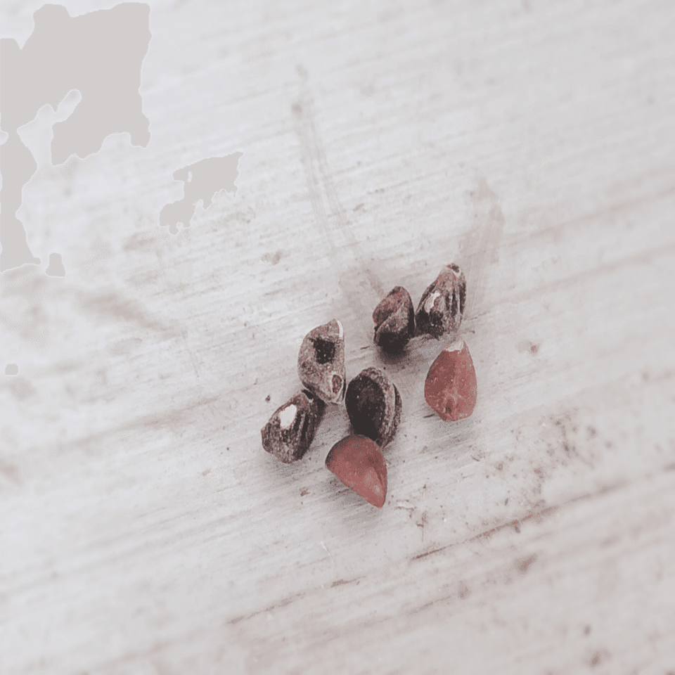 朝顔のたねを植えてみる1 ぺこりのねいろ Note