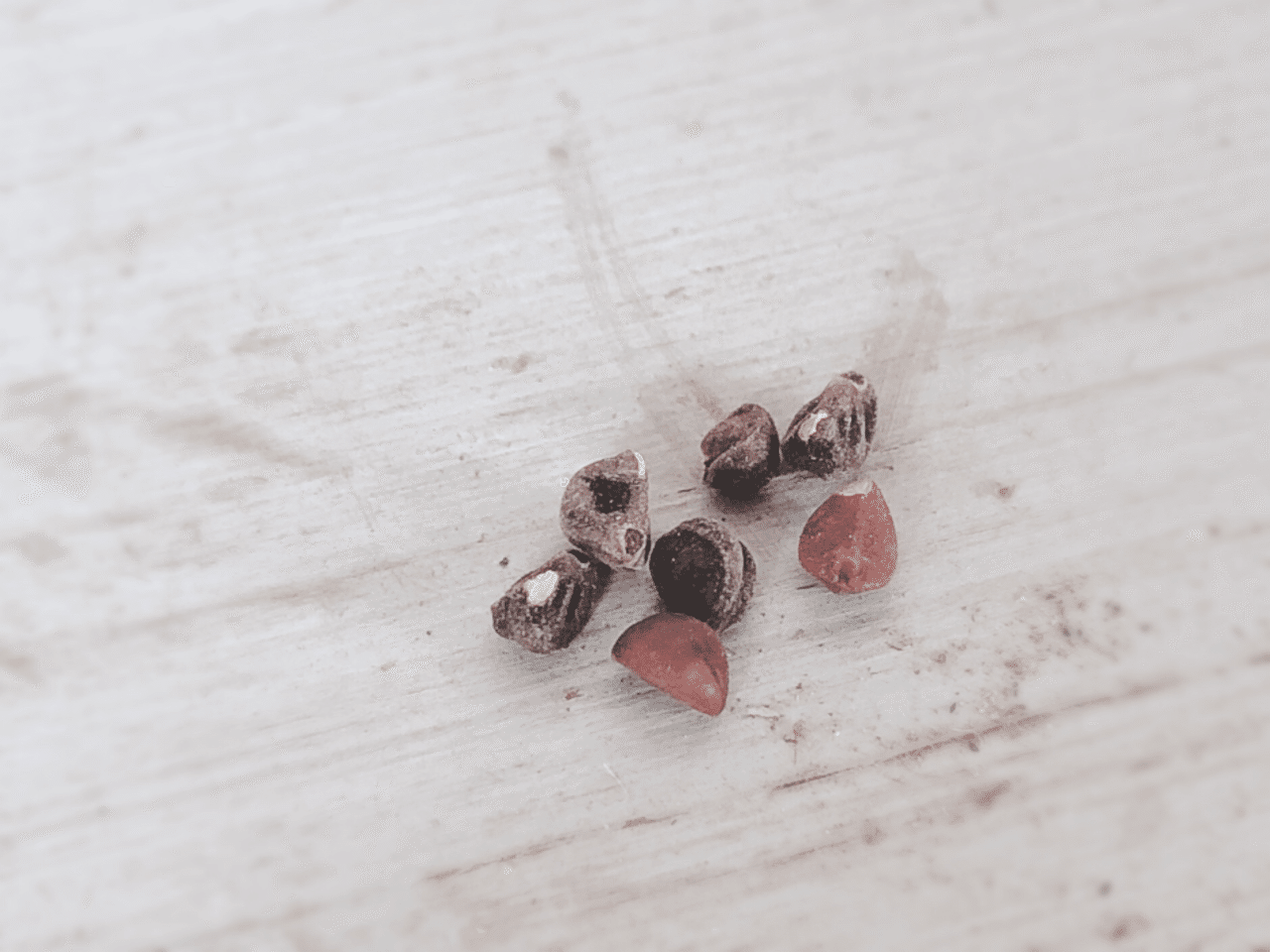 朝顔のたねを植えてみる1 ぺこりのねいろ Note 朝顔のたねを植えてみる1 ぺこりのねいろ Note