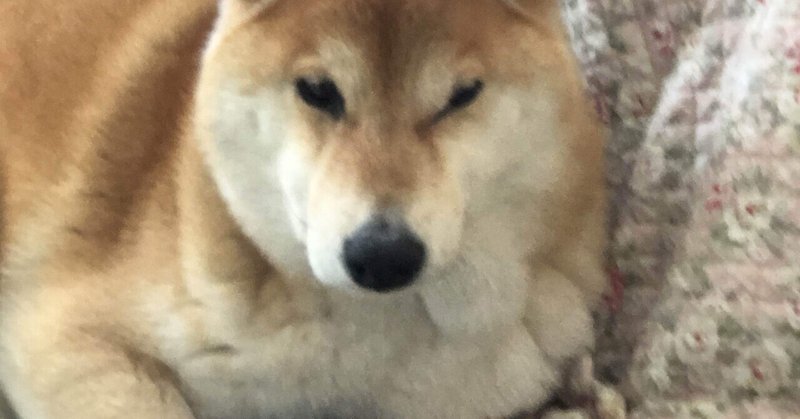 短編小説 変な犬 チャーシュー食べるタイミング じゃが山りこ Note