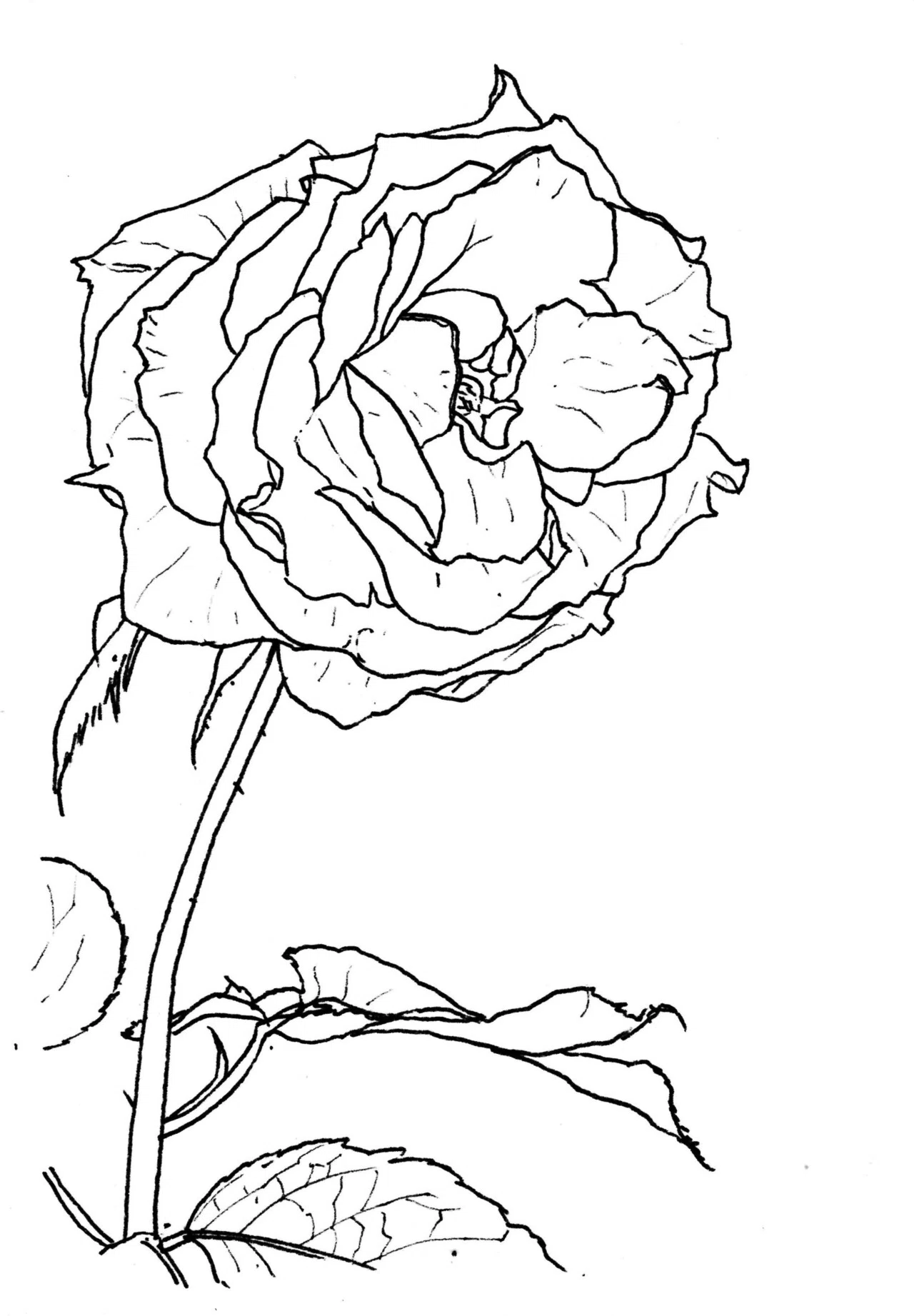 はじめての線スケッチ＞この順番で描けば楽に描けます：八重咲のバラ(1