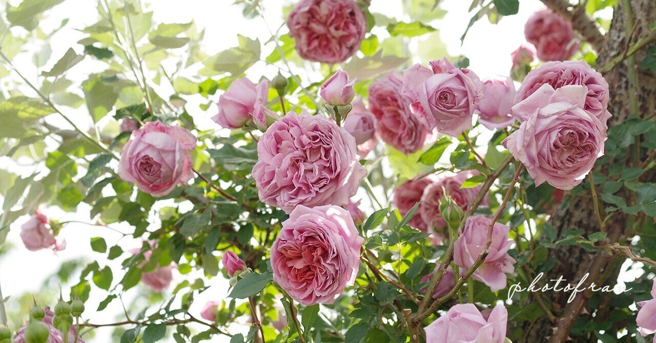 Yokohama English Garden フランチェスカ Note Yokohama English Garden フランチェスカ Note