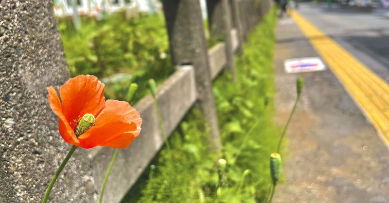 蕾でもない芽の自分が、花開いた気になって癇癪を起こすのは早計だ