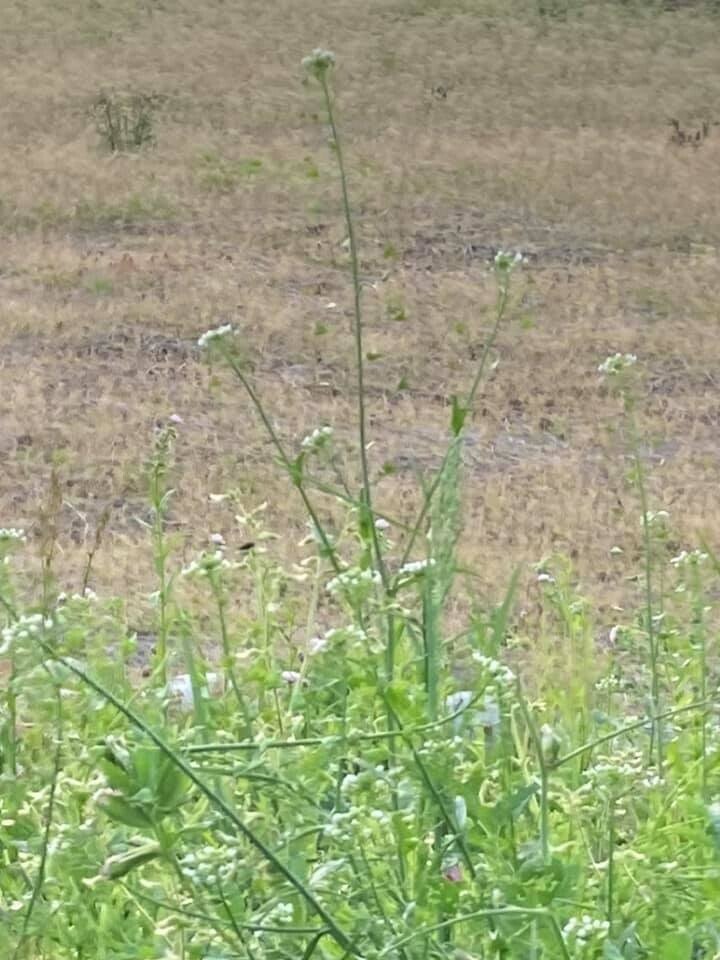 ぺんぺん草 ナズナ とワスレナグサ タネハネタ Note