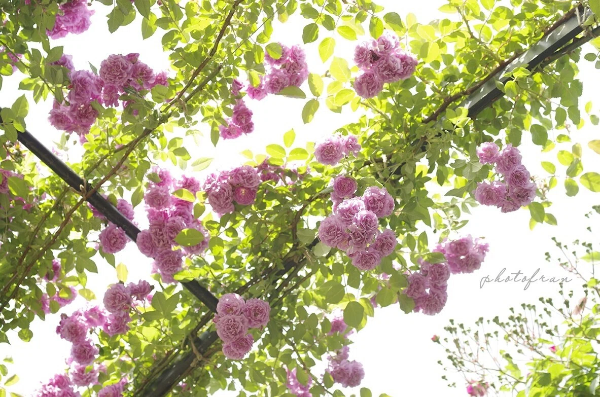 画像11