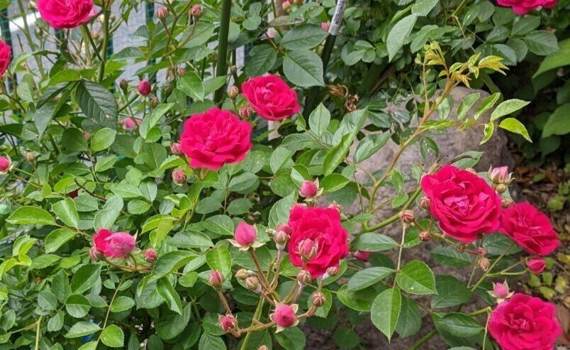 今年は虫 がつかんかったよ と実家の薔薇たちの写真が届いた 毎年同じようで 土も風も水も変化していて 虫 もその環境に応じた動きをしている 人だって本来 そういう力があるんだと思う 追いついてないことを きたはたりょうこ Note 今年は虫 がつかんかったよ と実家の薔薇たちの写真が届いた 毎年同じようで 土も風も水も変化していて 虫 もその環境に応じた動きをしている 人だって本来 そういう力があるんだと思う 追いついてないことを きたはたりょうこ Note