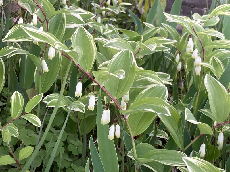 ナルコユリ タネハネタ Note