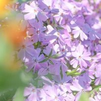 和訳 The Scientist Coldplay いろは Note