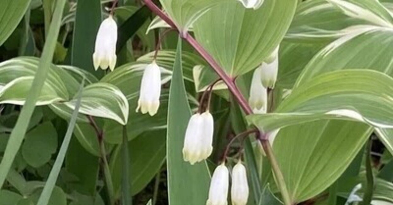 スズランに似た花 の新着タグ記事一覧 Note つくる つながる とどける スズランに似た花 の新着タグ記事一覧 Note つくる つながる とどける