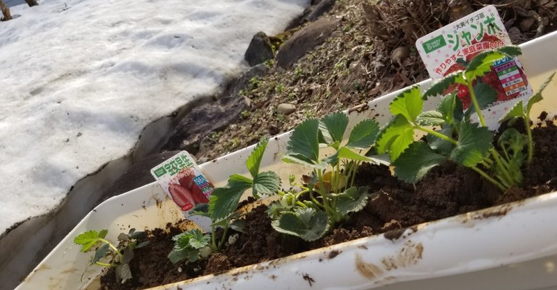 【過去ログ】初めての家庭栽培。イチゴ植付け。2021.04.07