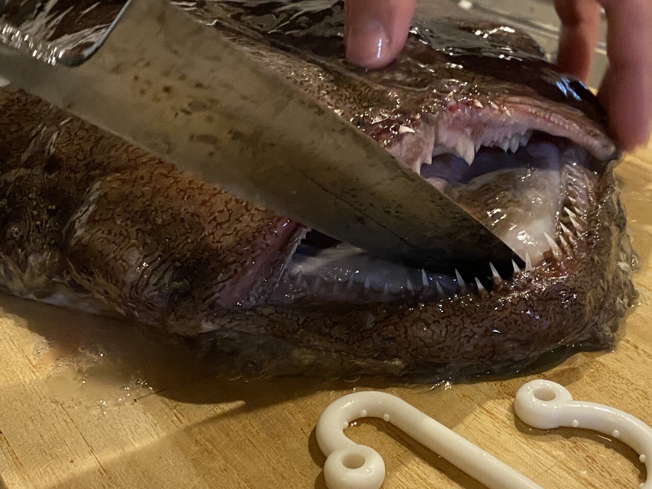 アンコウとの闘い 再び Noriaki Kawanishi 田舎暮らしデザイナー Note アンコウとの闘い 再び Noriaki Kawanishi 田舎暮らしデザイナー Note