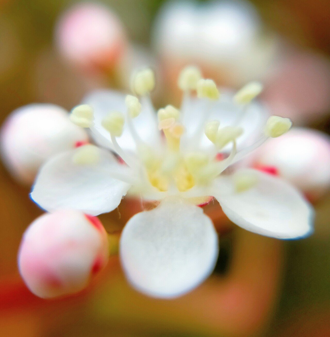 おはようございます 紅白の 色弾けたる カナメモチ ﾟ ﾟ ﾟ 望美 花写真 棚田写真 Note