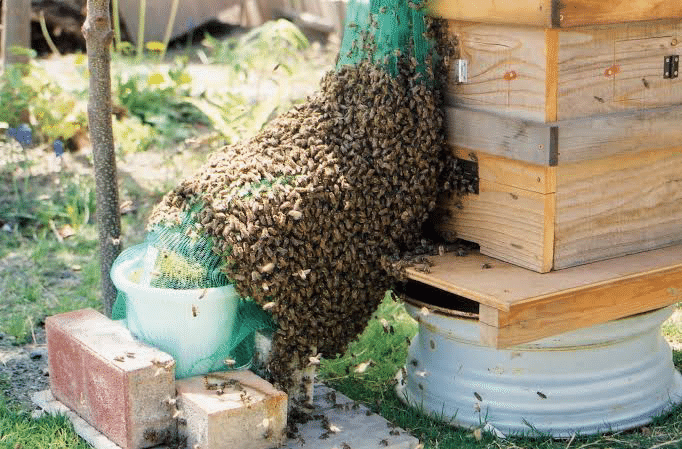 日本ミツバチ用巣箱 重箱式 キンリョウヘン 日本ミツバチ用巣箱 重箱式