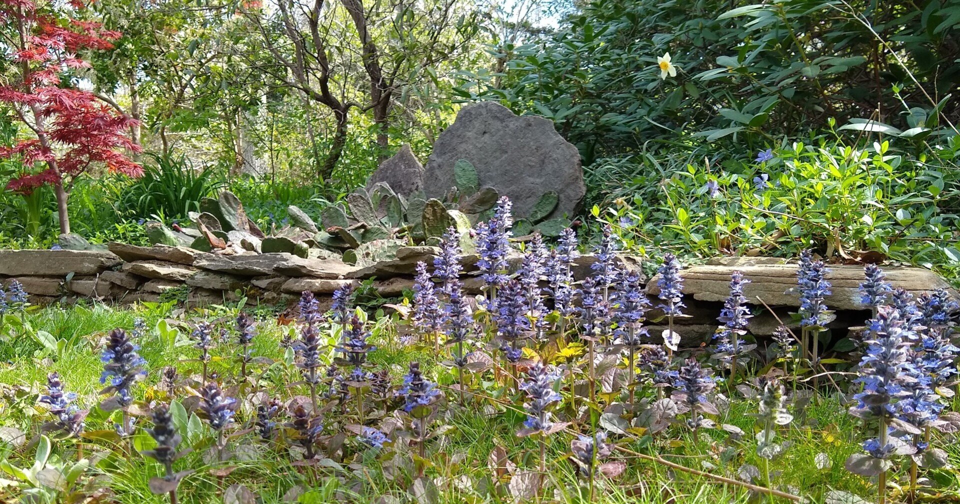 雑草なのかな （＋水仙の記録4！）｜シマフィー