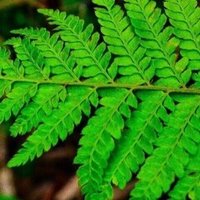 駆け出し百人一首 43 これを見よ上はつれなき夏草も下はかくこそ思ひ乱るれ 清少納言 三鷹古典サロン裕泉堂 吉田裕子 Note 駆け出し百人一首 43 これを見よ上はつれなき夏草も下はかくこそ思ひ乱るれ 清少納言 三鷹古典サロン裕泉堂 吉田裕子 Note