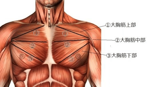 大胸筋に立体感を 大胸筋上部に効かせるコツ Tsuyoshima0927 Note
