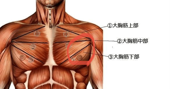 大胸筋に立体感を 大胸筋上部に効かせるコツ Tsuyoshima0927 Note