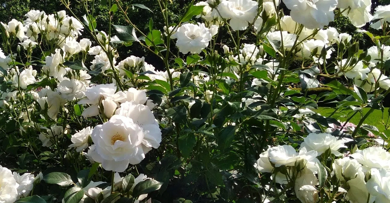 The Art of Living, Loving is a Skill｜さんごの暮らし相談室