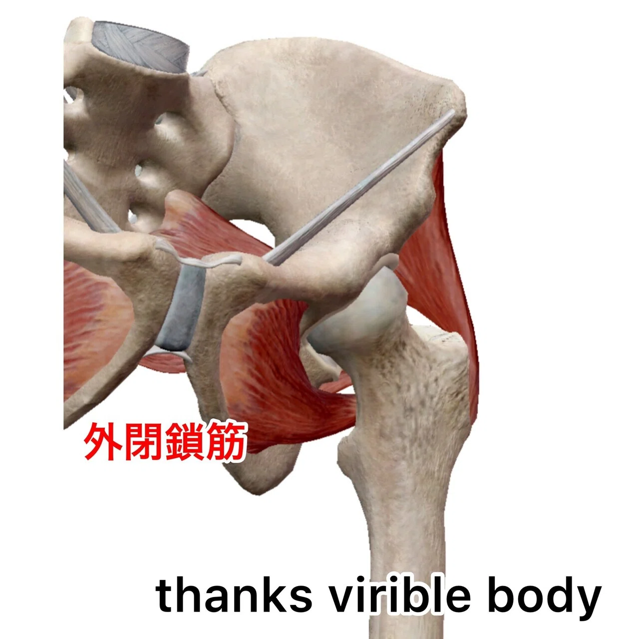外閉鎖筋の重要性を知っていますか Y K Note
