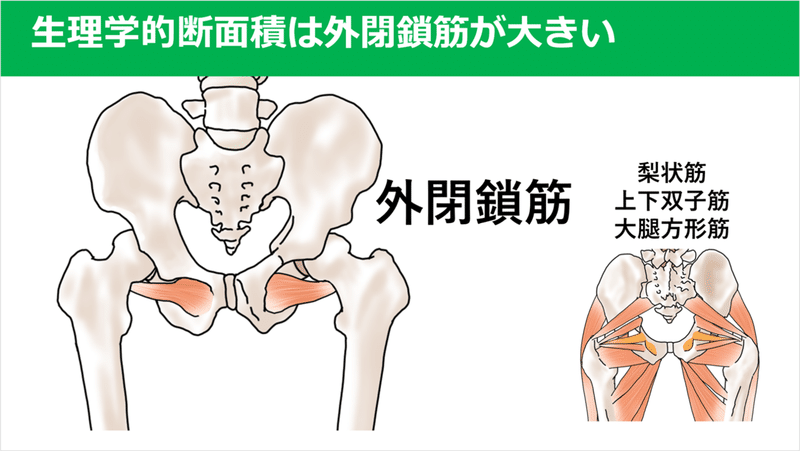 外閉鎖筋の重要性を知っていますか Y K Note 外閉鎖筋の重要性を知っていますか Y K Note