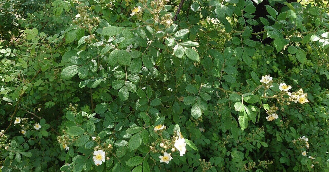 バラの歴史から見たマリア様がみてる「マリア様がみてる」と「ノイバラ