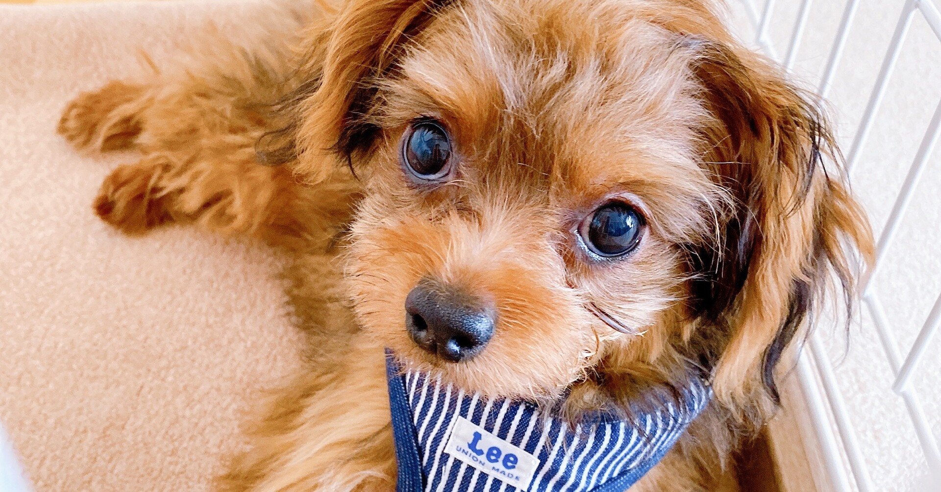 生後5ヶ月の小型犬を迎える前に 準備しておいてよかったもの Natsui Note 生後5ヶ月の小型犬を迎える前に 準備しておいてよかったもの Natsui Note