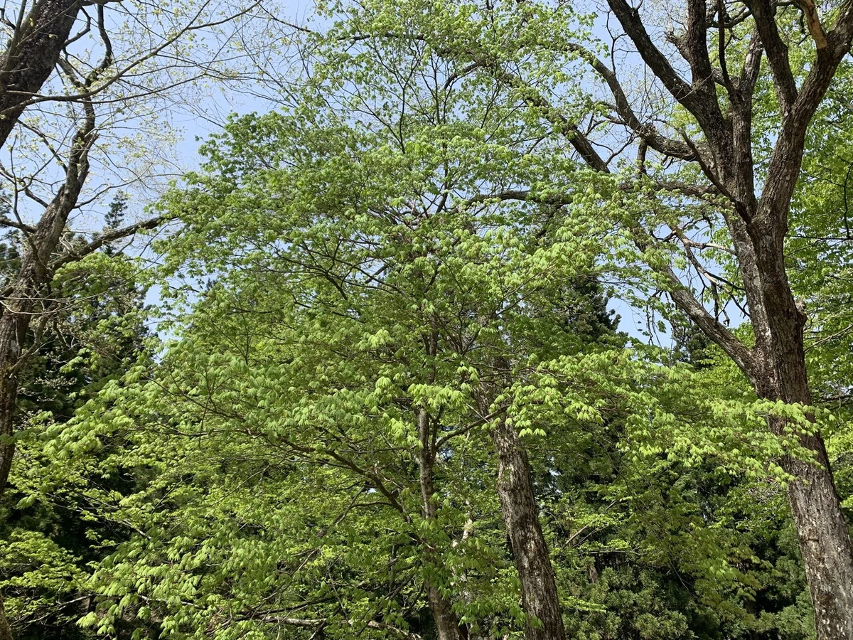 画像4