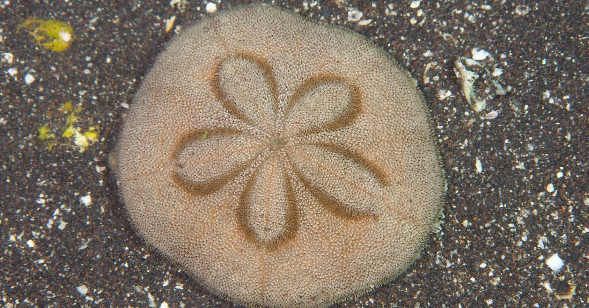 小豆島のクラフトコーラ その5 タコのまくら｜珈琲とおやつ タコのまくら