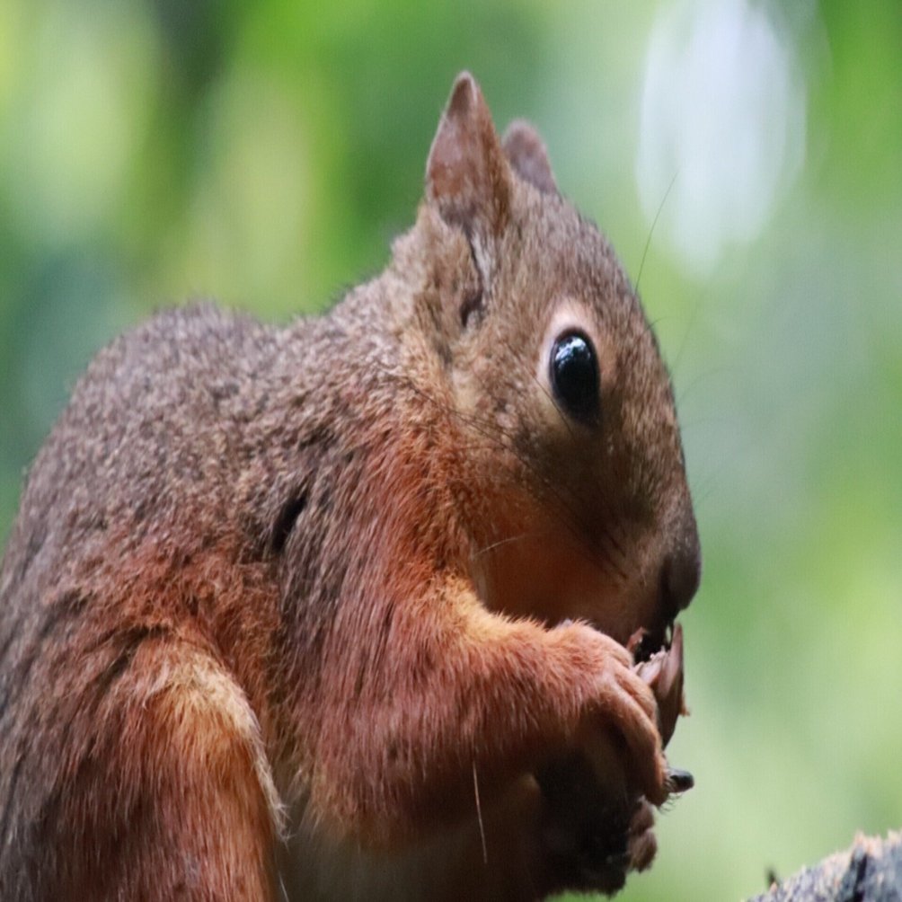 リスってなんでリスっていうの 動物の名前の由来 Pirokichi Note