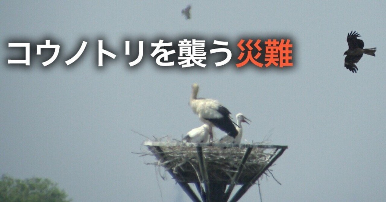 コウノトリ親子を襲う災難 Birdlover Note コウノトリ親子を襲う災難 Birdlover Note