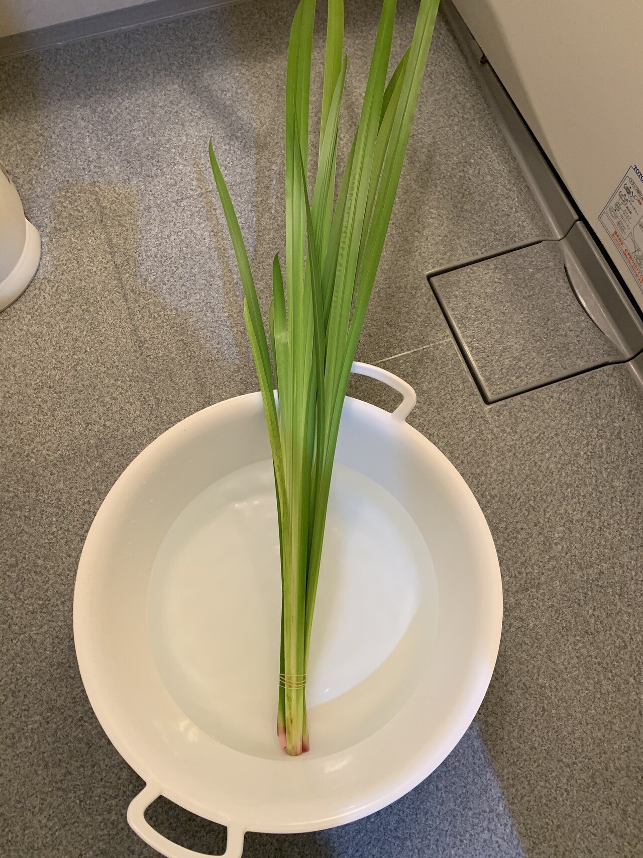 菖蒲湯 端午の節句と言えば 菖蒲湯 柏餅 ちまきですよね 北海道 には最近まで菖蒲湯の習慣はなかったみたいです 夕方行ったので柏餅も草しかなかったー つぶあんだからよしとしよう 白いのはこし餡が多いです ごっちゃんのこだわり Note 菖蒲湯 端午の節句と言えば 菖蒲湯 柏餅 ちまきですよね 北海道 には最近まで菖蒲湯の習慣はなかったみたいです 夕方行ったので柏餅も草しかなかったー つぶあんだからよしとしよう 白いのはこし餡が多いです ごっちゃんのこだわり Note