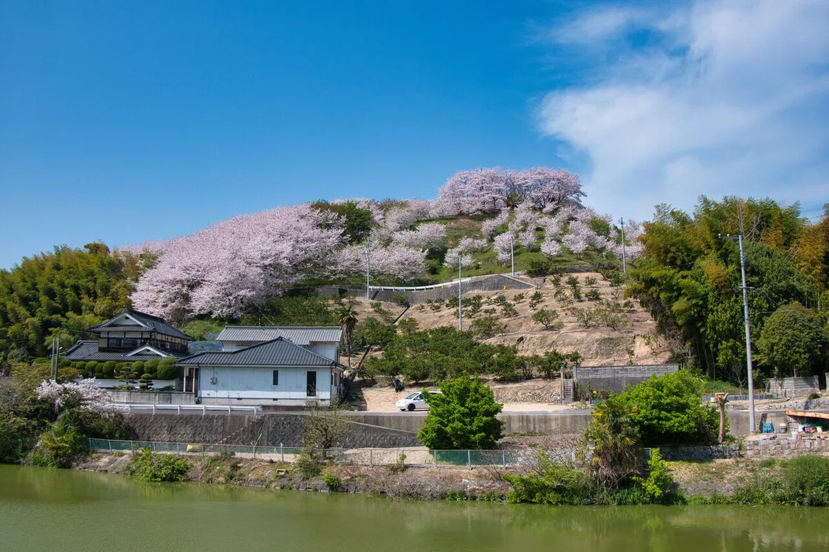 画像7