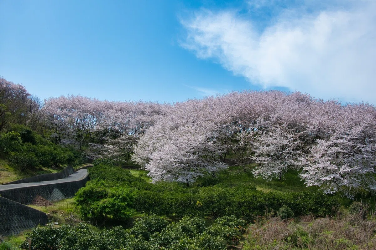 画像8