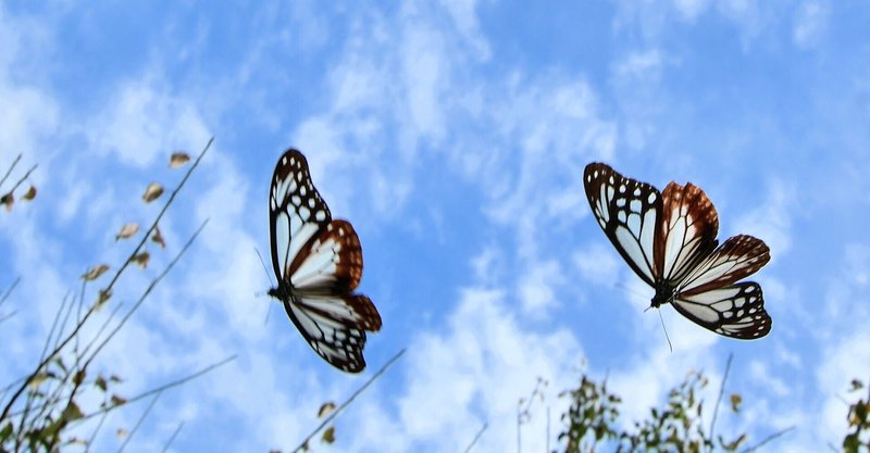 バタフライエフェクトを意識することで結果が変わっていく 矢上泰雅 Note